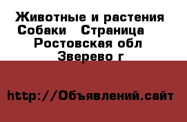 Животные и растения Собаки - Страница 6 . Ростовская обл.,Зверево г.